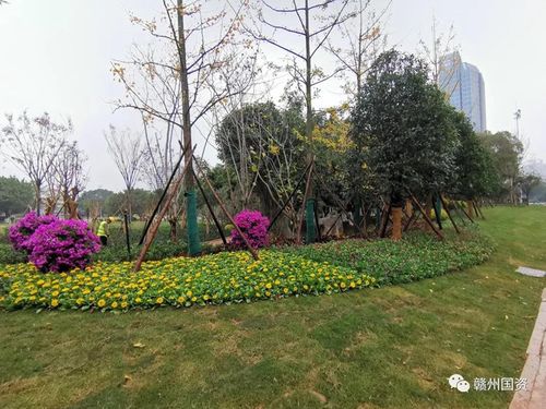 修復(fù)面積約3000㎡ 贛州南河大橋側(cè)綠化項(xiàng)目完工