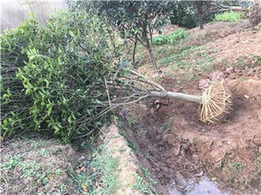 三門峽桂花 三門峽新聞 價(jià)格公道