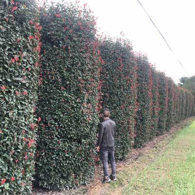 園林綠化工程施工,苗木花木批發(fā),四川樸樹綠化苗木基地直供-成都名川