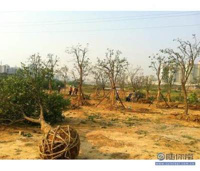 【專業園林綠化施工承接園林綠化工程小區綠化養護工廠綠化】孝昌縣孟宗苗木基地 - 產品庫