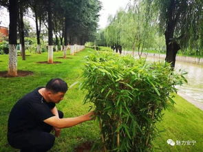 市城管局多措并舉 打造綠意盎然 美麗安寧