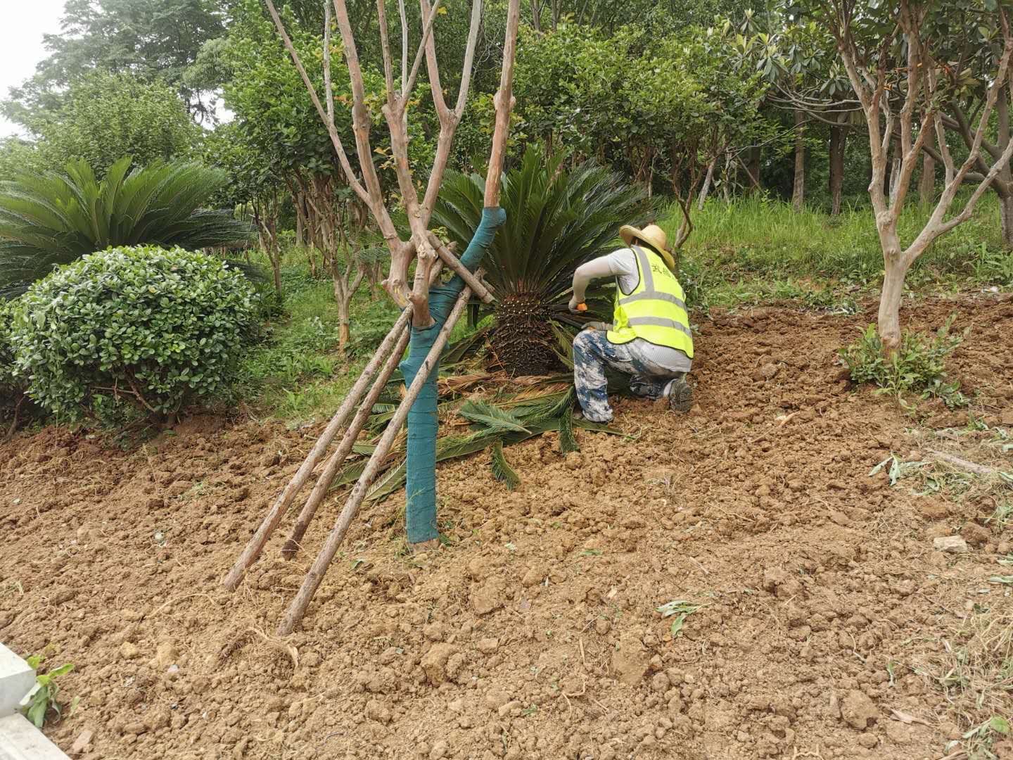 涼州區(qū)住建局綠化項目施工現(xiàn)場