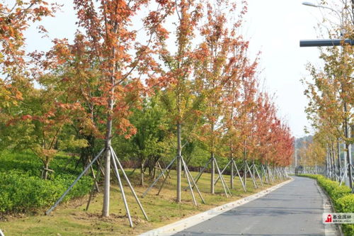 2019年蘇州市園林綠化示范工程丨有軌電車(chē)1號(hào)線(xiàn)延伸線(xiàn)景觀綠化工程七標(biāo)段