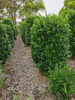 杭州大葉黃楊柱 大葉黃楊柱批發基地希弘園藝 大葉黃楊柱